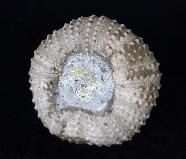 Tetragamma malbosi (AGASSIZ & DESOR 1846) - Bild © FossNet FossilienStore